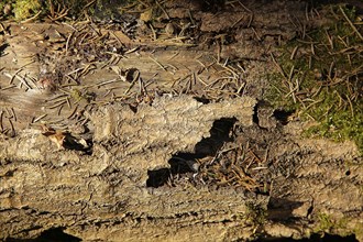 Close-up of a tree bark with pine needles, moss, and signs of natural decay, capturing the essence