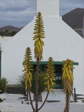 A picture shows Aloe vera in front of a white house with mountains in the background, arrrecife,