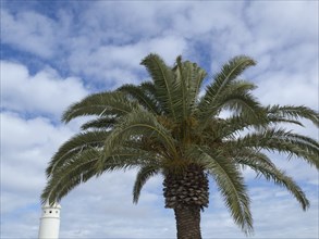 A palm tree rises against a cloudy sky, arrecife, Lanzarote, Canary Islands, Spain, Europe