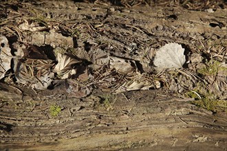 Close-up of tree bark with fallen leaves and twigs, showcasing the detailed texture of the forest