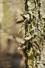 Detailed close-up of a tree bark with moss in a sunlit forest, background image