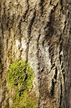 Close-up of a tree trunk with textured bark and a patch of green moss, background image