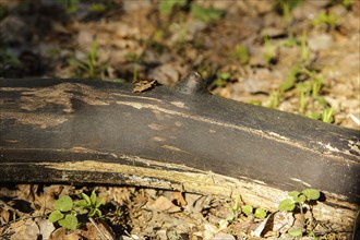 A fallen tree branch laying on the forest floor surrounded by dry leaves and small green plants,