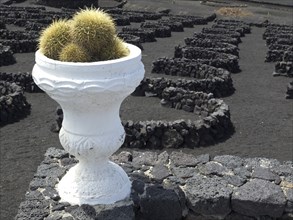 White ceramic bowl with cactus on a stone wall surrounded by circles of black stones, arrrecife,