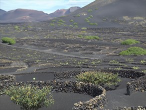 Black lava fields with some green bushes and volcanic hills in the background, arrecife, Lanzarote,