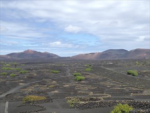 Landscape with lava fields and scattered green bushes under a partly cloudy sky, arrecife,