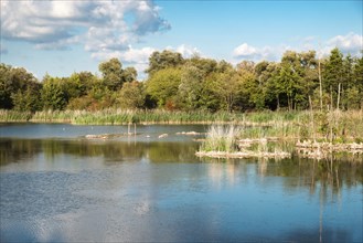 Biodiversity Haff Reimech, wetland and nature reserve in Luxembourg, pond surrounded by reed and