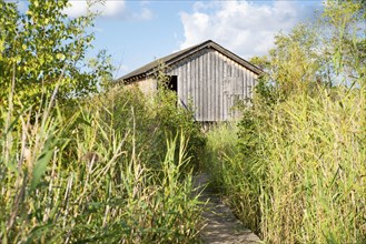 Haff Reimech, wetland in Luxembourg, path on a jetty through reed, wooden observation house for