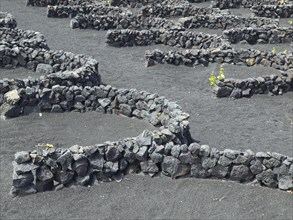 Close-up of stone walls on black soil with scattered vegetation, arrecife, Lanzarote, Canary