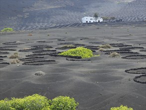 Landscape with black soil, scattered vegetation and white houses, arrecife, Lanzarote, Canary