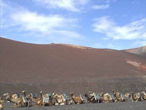 A caravan of camels resting on the black sandy ground in a desert landscape, arrrecife, lanzaorte,