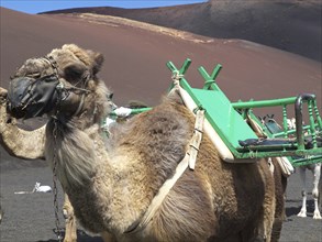 Close-up of a saddled camel in a dry desert landscape, arrecife, Lanzarote, Canary Islands, Spain,