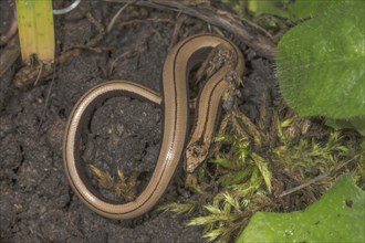 Slow worm (Anguis fragilis), juvenile on dark ground between moss and plants, Baden-Württemberg,