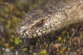 Close-up of a slow worms (Anguis fragilis) on mossy ground