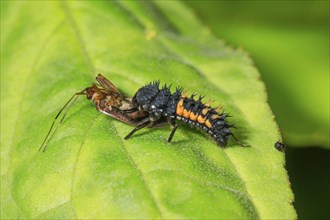 Larva of Asian lady beetle feeding on a dead bug larva, Baden-Württemberg, Germany, Europe