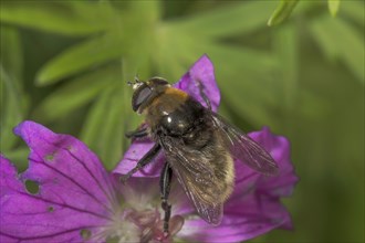 Close-up of a bumblebee hoverfly (Volucella bombylans) on a Bloody cranesbill (Geranium sanguineum)