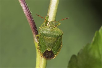 Green shield bug (Palomena prasina) sitting on a plant stem, Baden-Württemberg, Germany, Europe