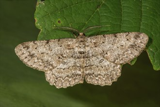 Ash-grey bark moth (Hypomecis punktinalis) with spotted pattern sitting on a green leaf,