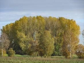 Large cluster of trees with golden leaves in autumn, natural and calming scene, gemen, münsterland,