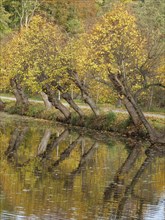 Several autumnal trees stand close to the water and are reflected in it, the golden leaves and