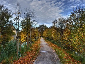 A long path lined with golden and orange leaves leads through an autumn landscape under a cloudy