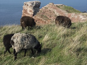Sheep grazing on green grass near a rocky shore, Heligoland, North Sea, Germany, Europe