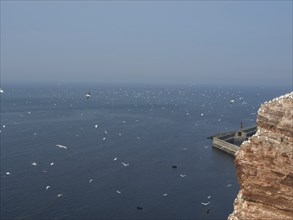 Extensive sea with many birds and a rocky coastal promontory, Heligoland, North Sea, Germany,