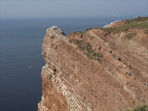 Steep red cliff with grassy edge and some seabirds, Heligoland, North Sea, Germany, Europe