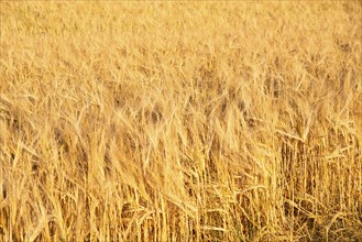 Field with cultivated barley Germany, harvest in the summer, agriculture for food, farmland on the