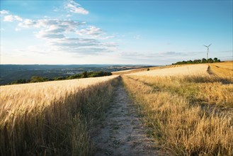 Field with cultivated barley Germany, harvest in the summer, agriculture for food, farmland on the