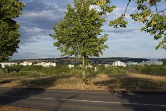 Tree with the city of Trier in the distance, landscape in Germany in the summer