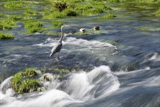 Grey heron (Ardea cinerea), standing in the water, looking for food, Bosnia and Herzegovina, Europe