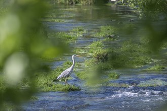 Grey heron (Ardea cinerea), standing in the water, looking for food, Bosnia and Herzegovina, Europe