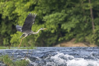 Grey heron (Ardea cinerea), flying, foraging, Bosnia and Herzegovina, Europe