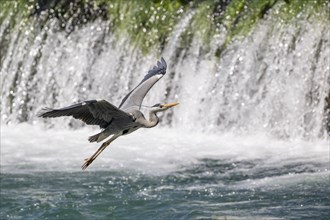 Grey heron (Ardea cinerea), flying in front of a waterfall, Bosnia and Herzegovina, Europe