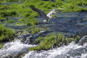 Grey heron (Ardea cinerea), flying, foraging, Bosnia and Herzegovina, Europe