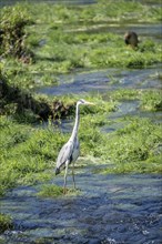 Grey heron (Ardea cinerea), standing in the water, looking for food, Bosnia and Herzegovina, Europe