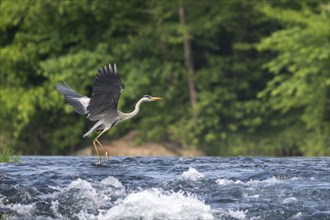 Grey heron (Ardea cinerea), flying, foraging, Bosnia and Herzegovina, Europe