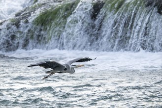 Grey heron (Ardea cinerea), flying in front of a waterfall, Bosnia and Herzegovina, Europe