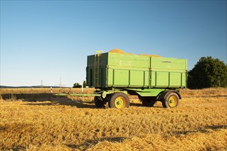 Harvester in a field of cultivated barley in Germany, harvest in the summer, agriculture for food,