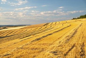 Field with cultivated barley Germany, harvest in the summer, agriculture for food, farmland on the