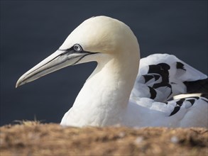 Close-up of a white bird with a sharp beak and light-coloured plumage on a dark background,