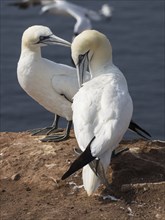 Two seagulls standing close together on a cliff by the sea, Heligoland, North Sea, Germany, Europe