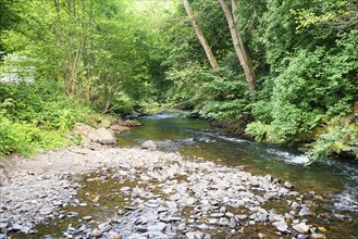 Stream in the forest in summer, landscape in Germany near Trier, river Ruwer in the Moselle Valley