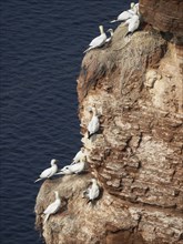 A group of seagulls sitting on a rocky cliff by the sea, Heligoland, North Sea, Germany, Europe