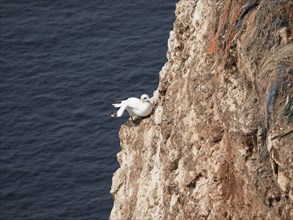 Two seagulls sitting on a rocky cliff by the sea, Heligoland, North Sea, Germany, Europe