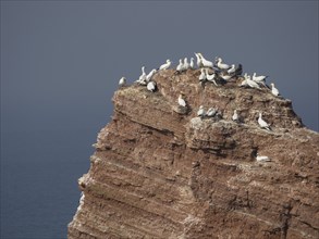 A rocky cliff with calm sea and many seagulls sitting on it, Heligoland, North Sea, Germany, Europe