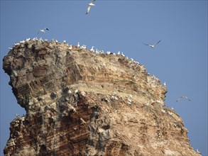 Many seagulls sitting on a rocky cliff under a blue sky, Heligoland, North Sea, Germany, Europe