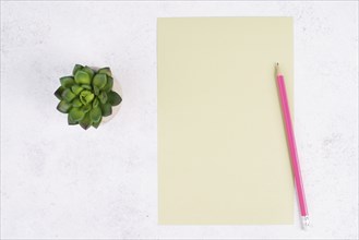 Empty paper with a pen and a cactus textured background, brainstorming for new ideas, writing a