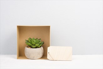 Cactus in a gift box with an empty tag for text, in a pot on a gray background, minimalistic